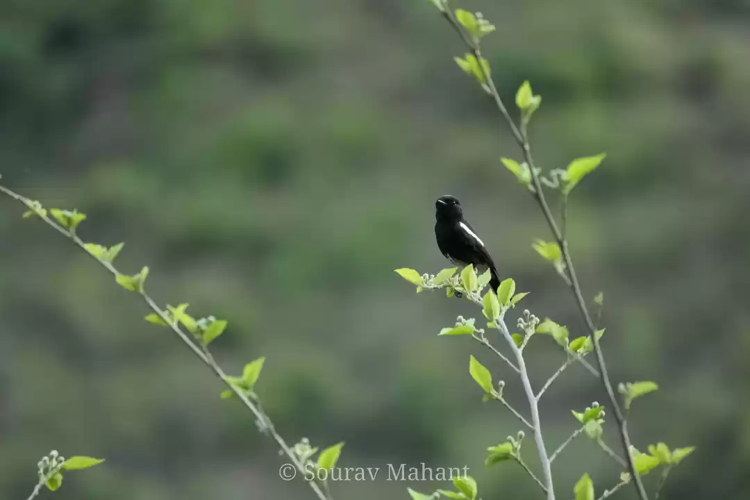 Photo of Oriental Magpie Robi