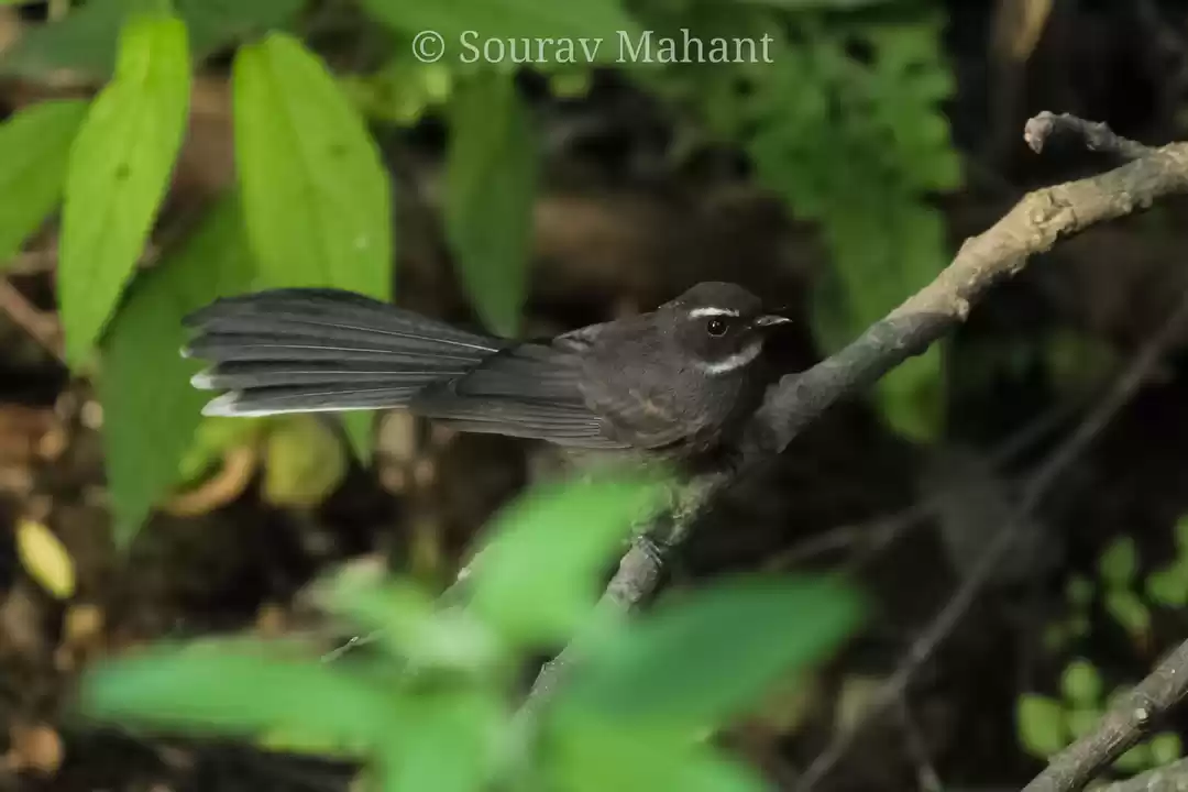 Photo of White Throated Fanta