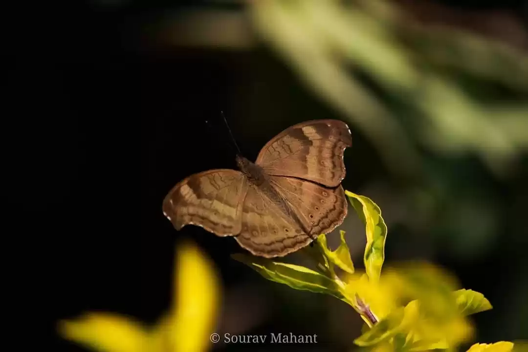 Photo of The Brown Pansy 