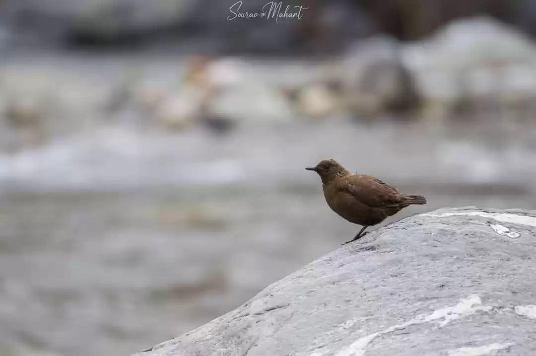 Photo of Brown Dipper 