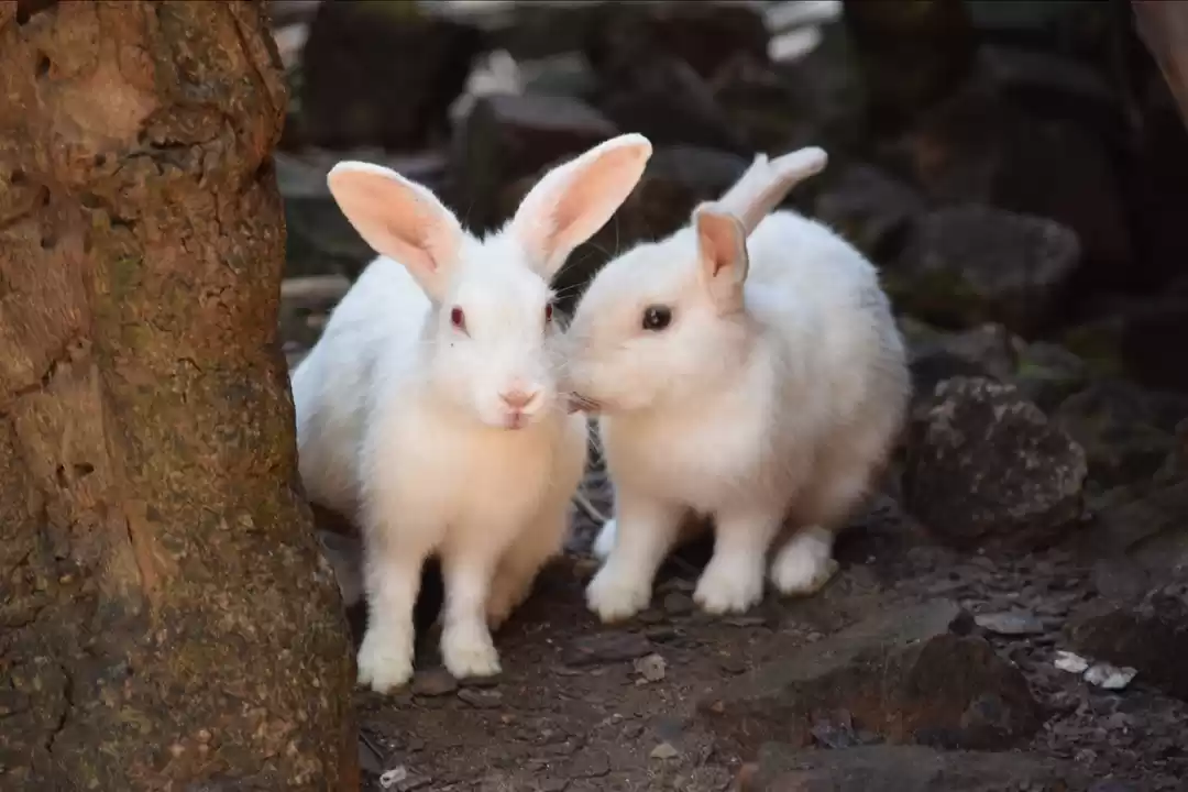Photo of Couple Goalzz