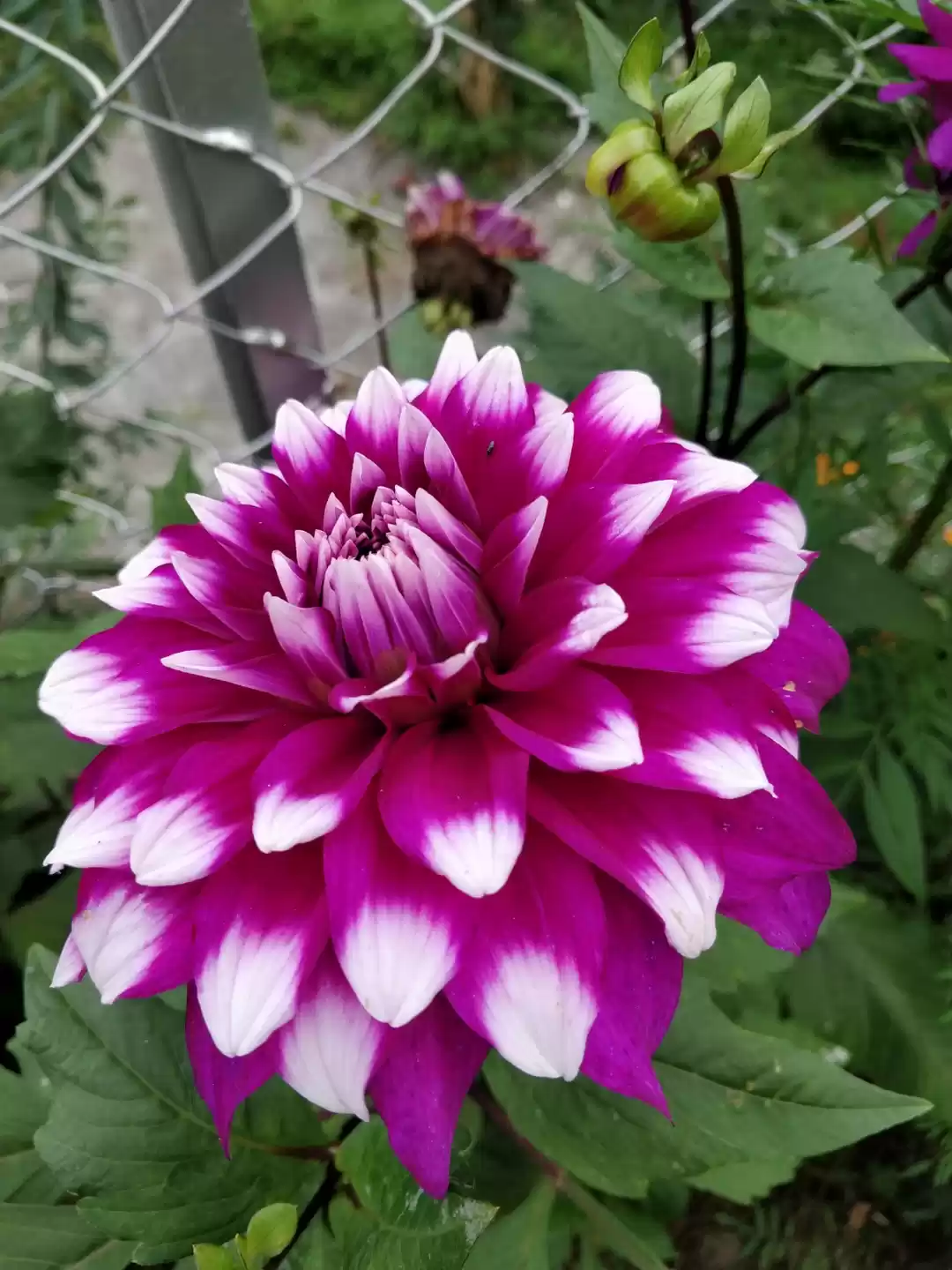 Photo of Old Manali - Travell