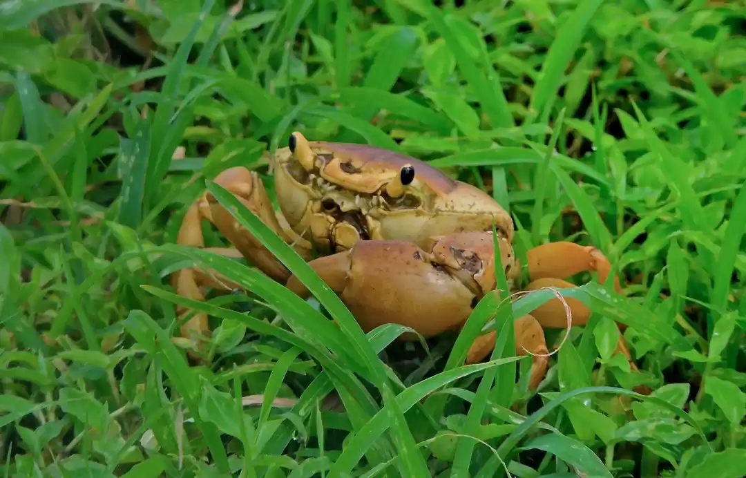 Photo of The Majestic Western