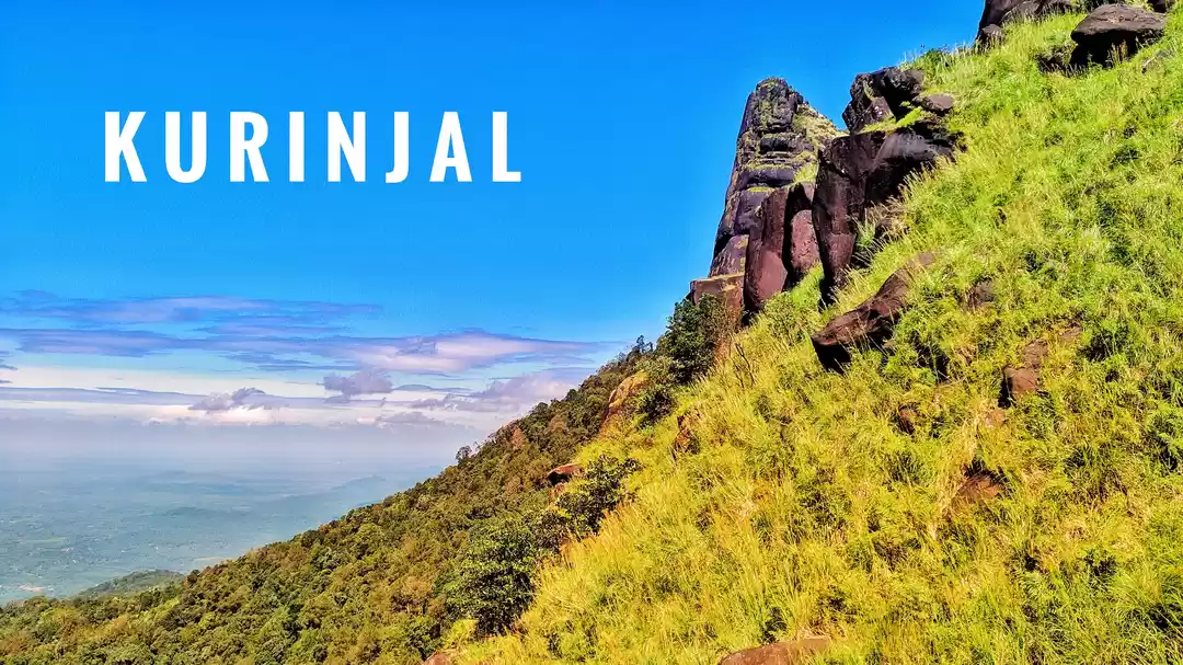 Photo of Kurinjal (Kudremukh 