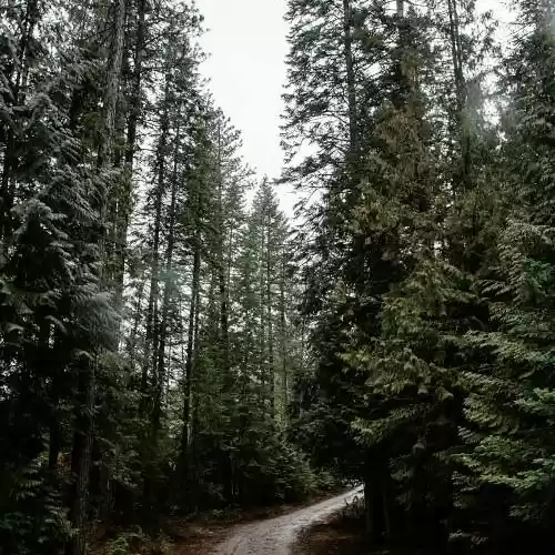 Photo of Lost into the woods 