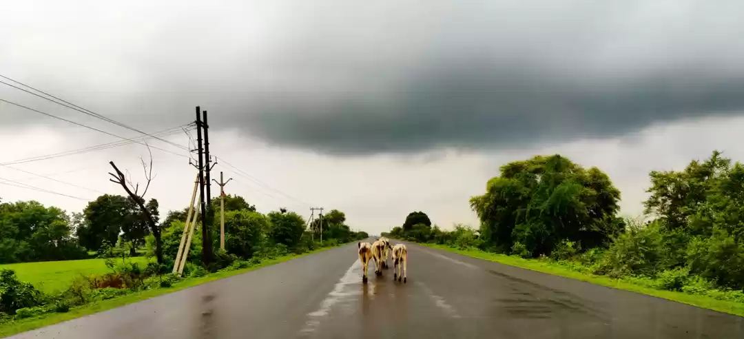 Photo of Panna National Park