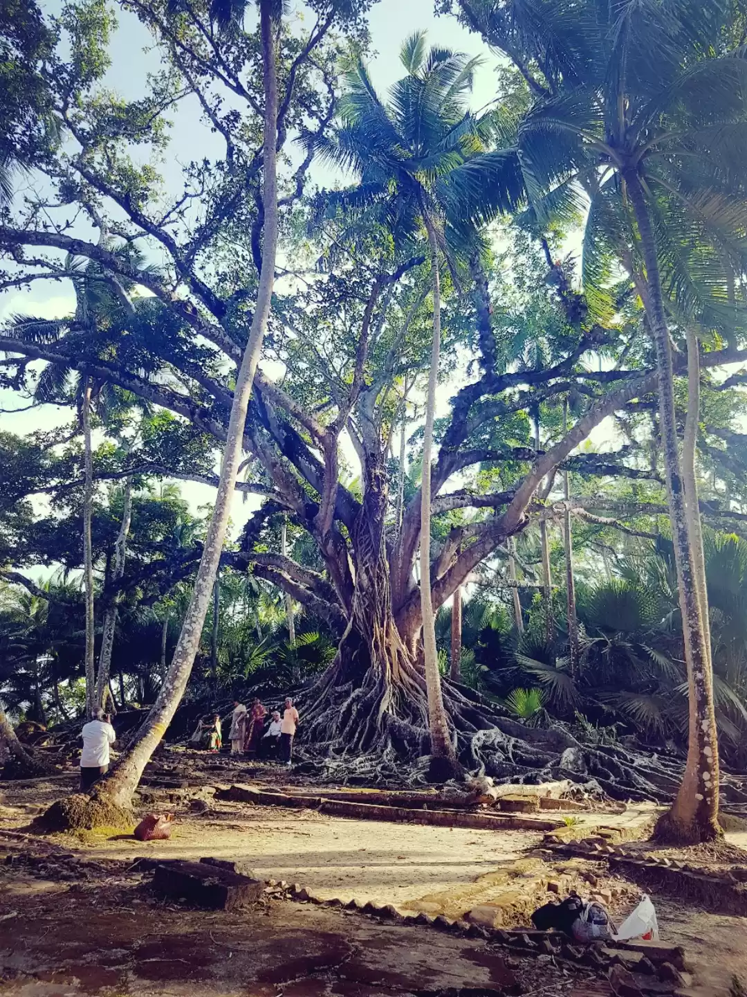 Photo of EMERALD ISLES 