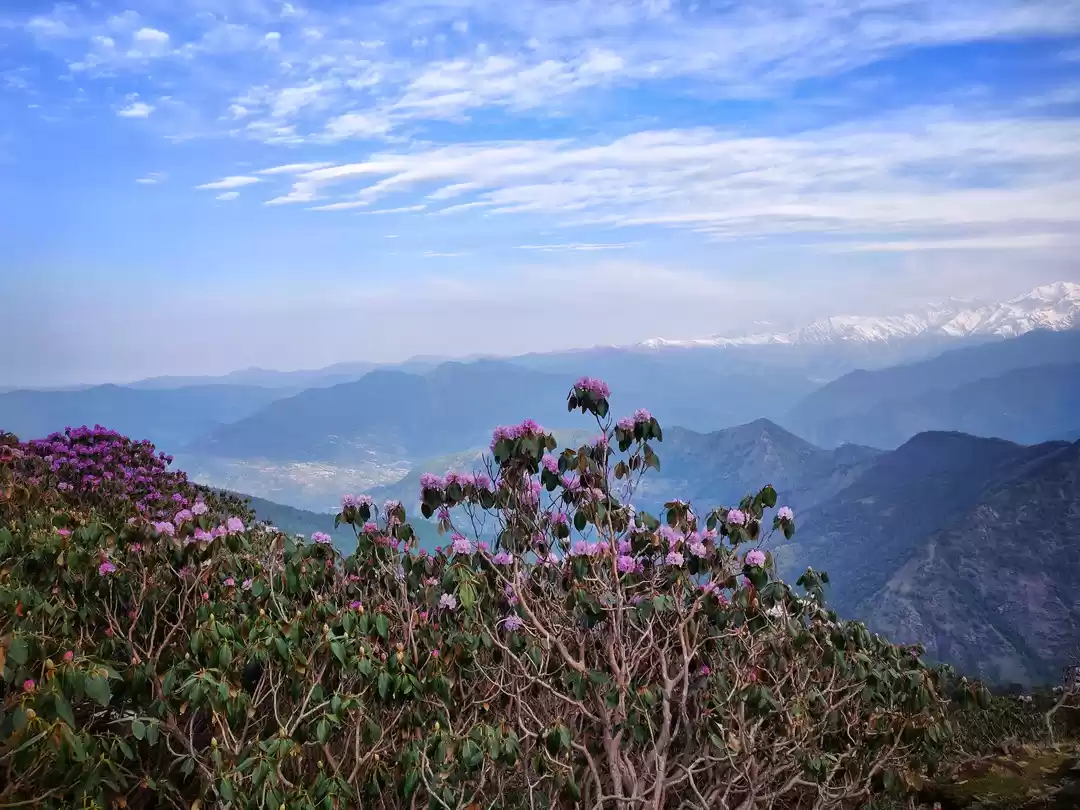 Photo of Rhododendrons and Ga