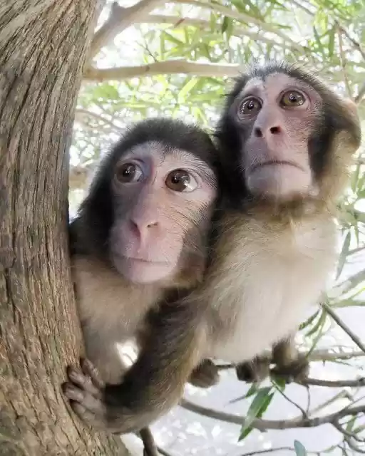 Photo of faizelpathan