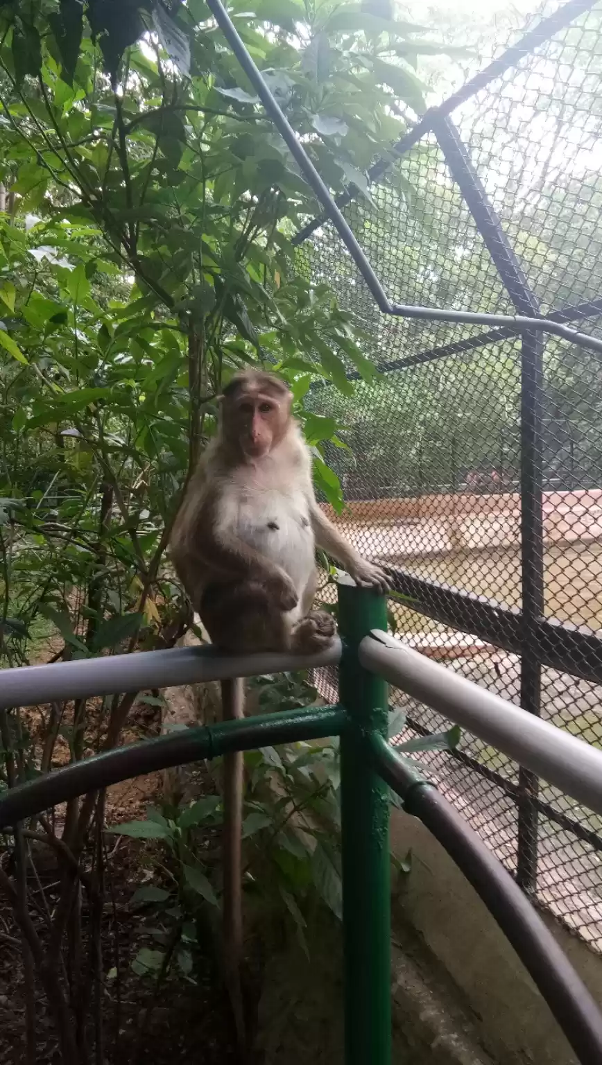 Photo of Grumpy Monkey