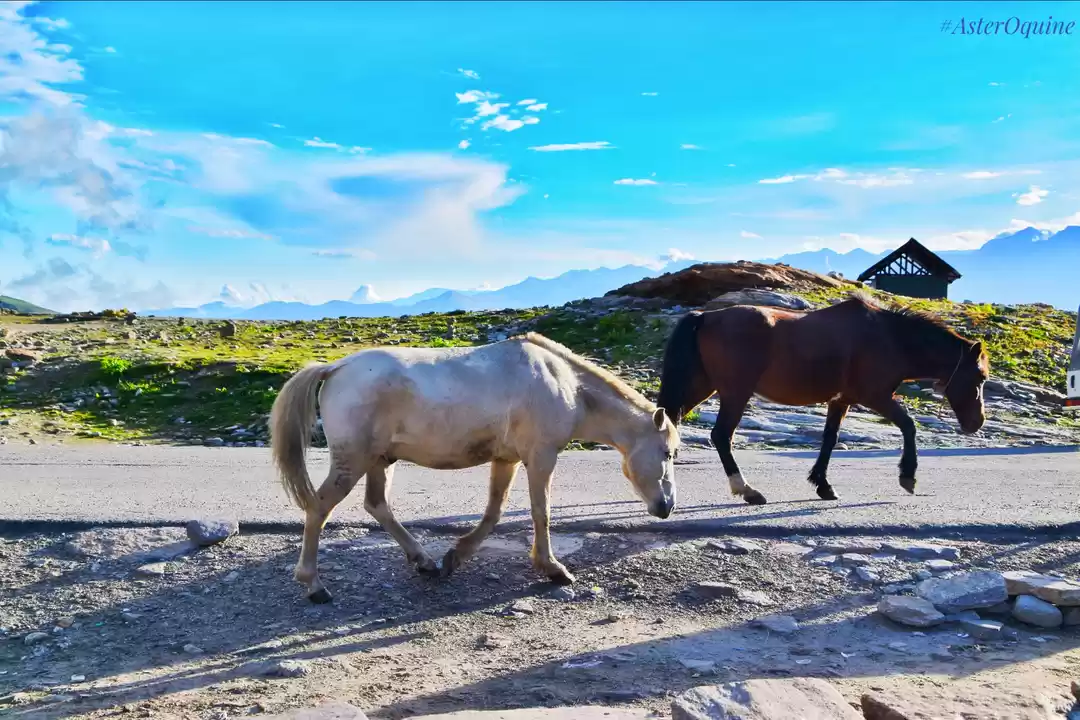 Photo of Horses in Himachal