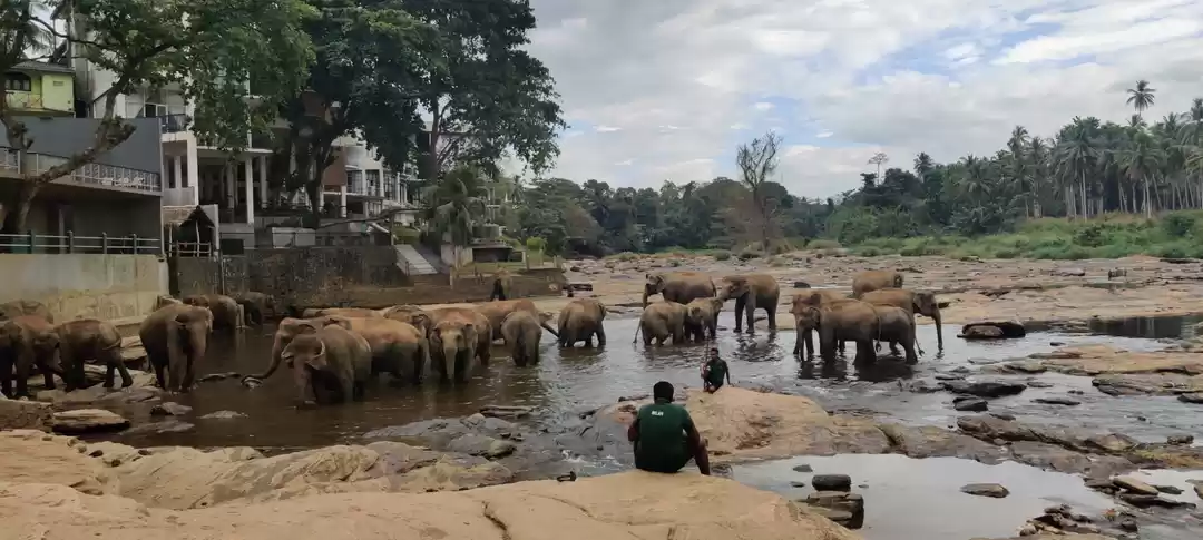 Photo of Pinawala Elephant Or