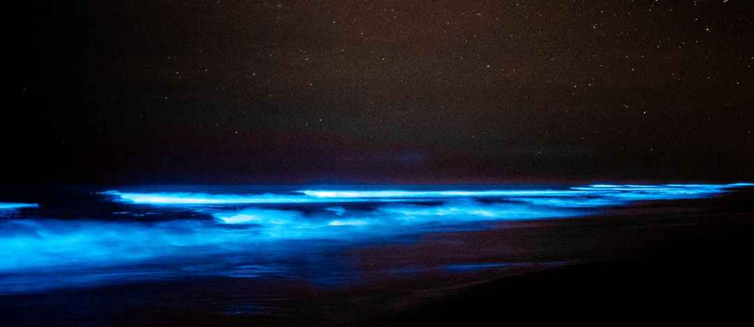 Mattu Beach in Karnataka sparkles due to Bioluminescence at Night - Tripoto