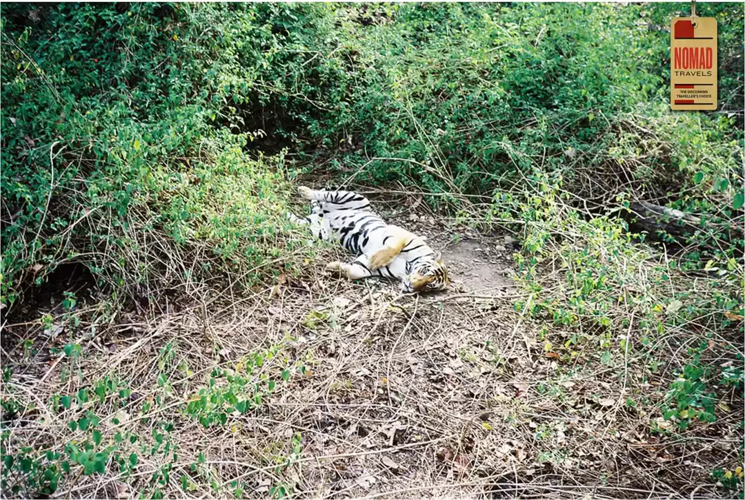 Photo of Kanha National Park