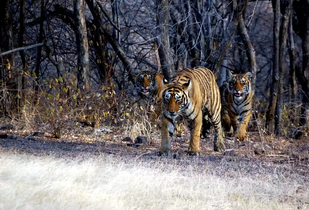 Photo of रणथंबोर के जंगलों की