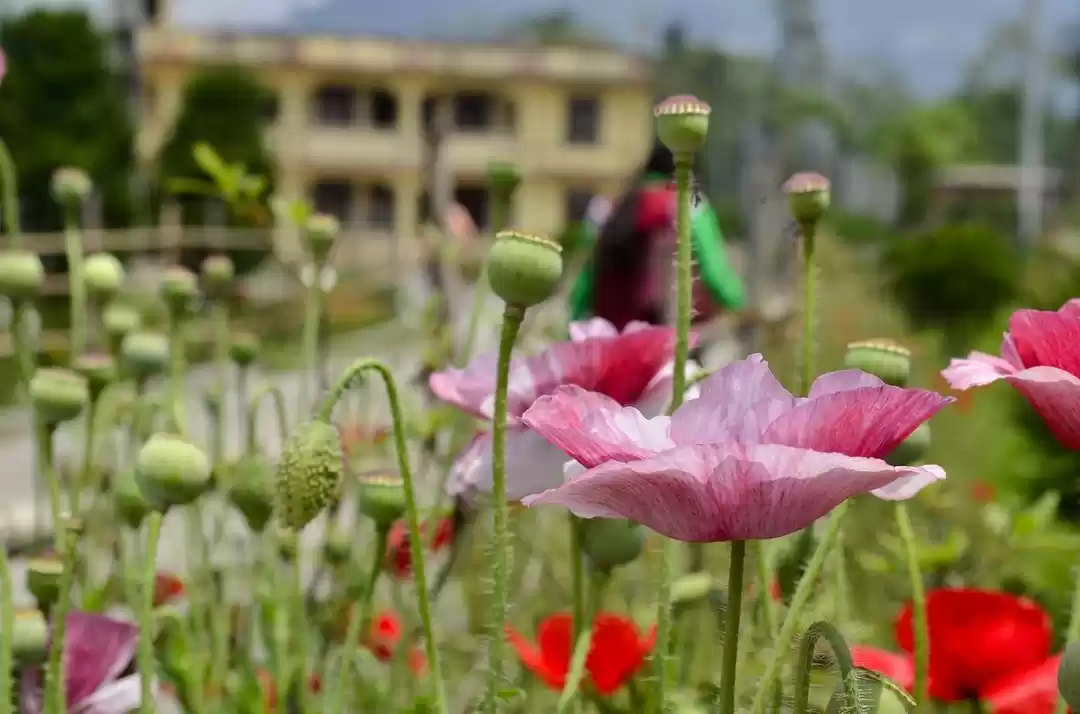 Photo of ये फार्म बनाता है आप