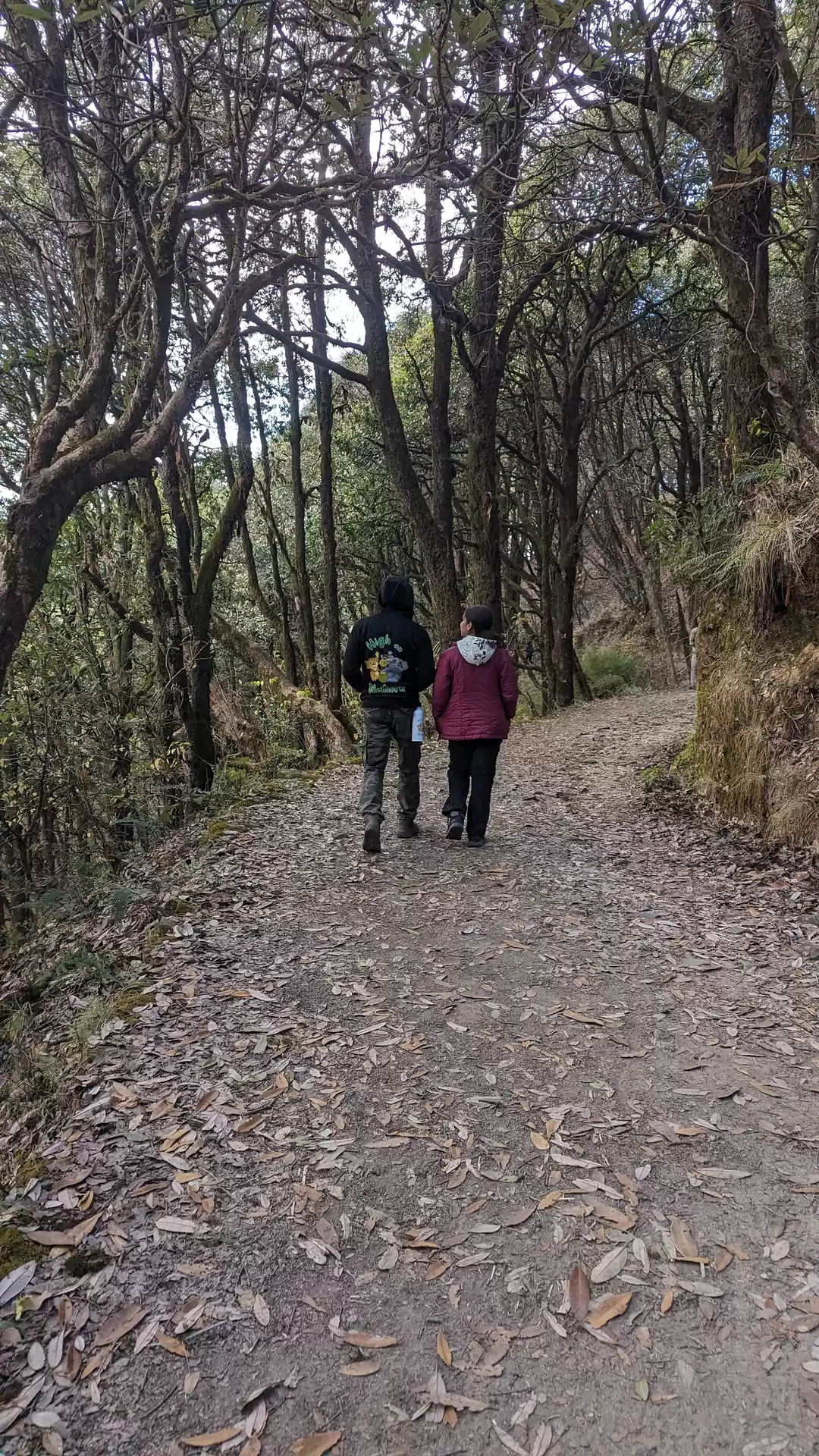 Photo of Roadtrip to Binsar