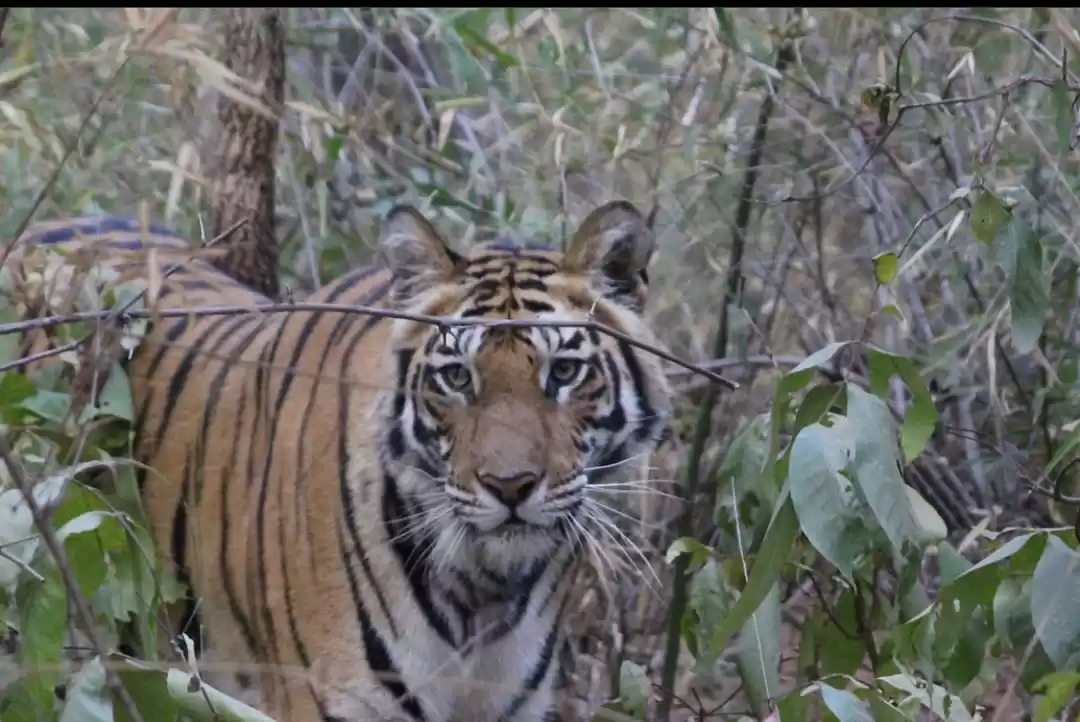 Photo of Land Of Tigers: Band