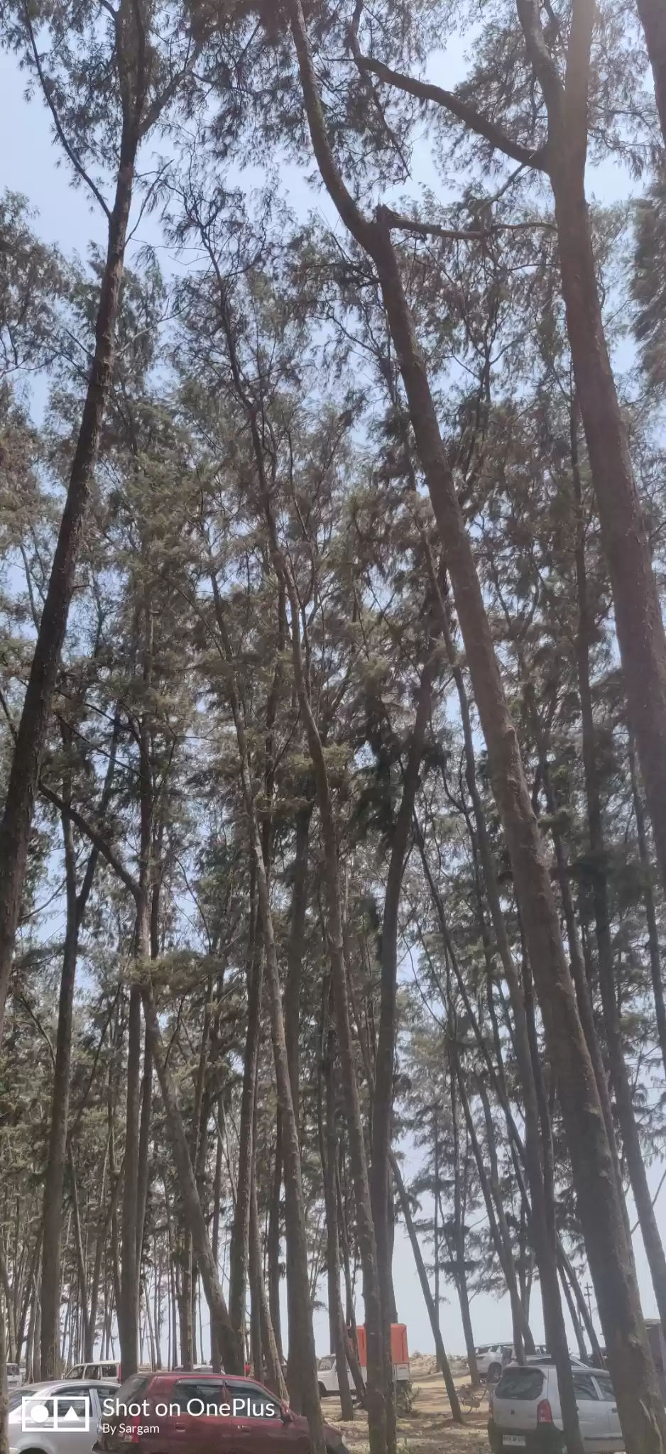 Photo of Alibaug Treasure.