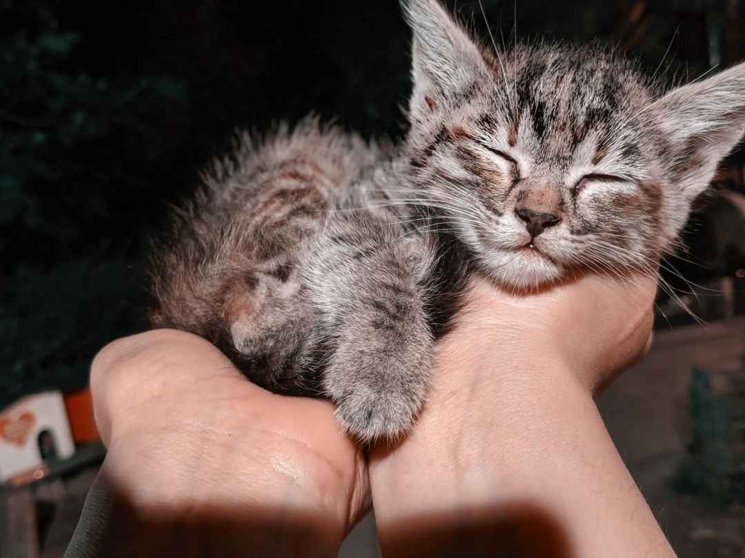 HOOMANS are not so BAD after all!