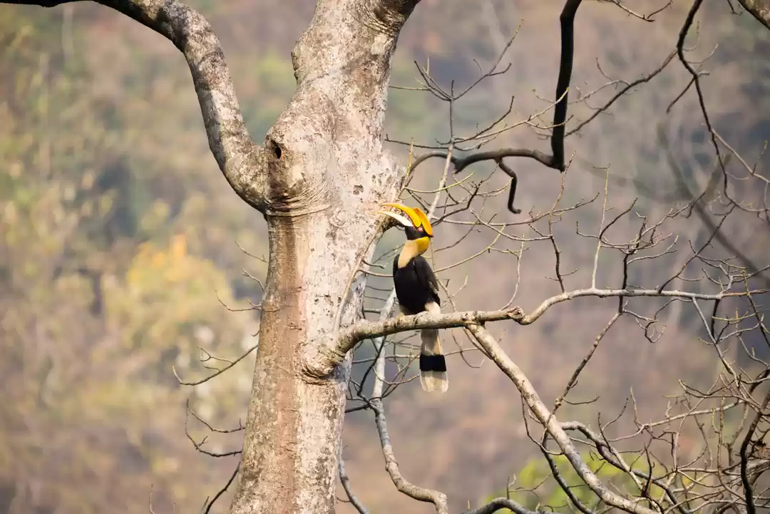 Photo of Hornbills of Latpanc