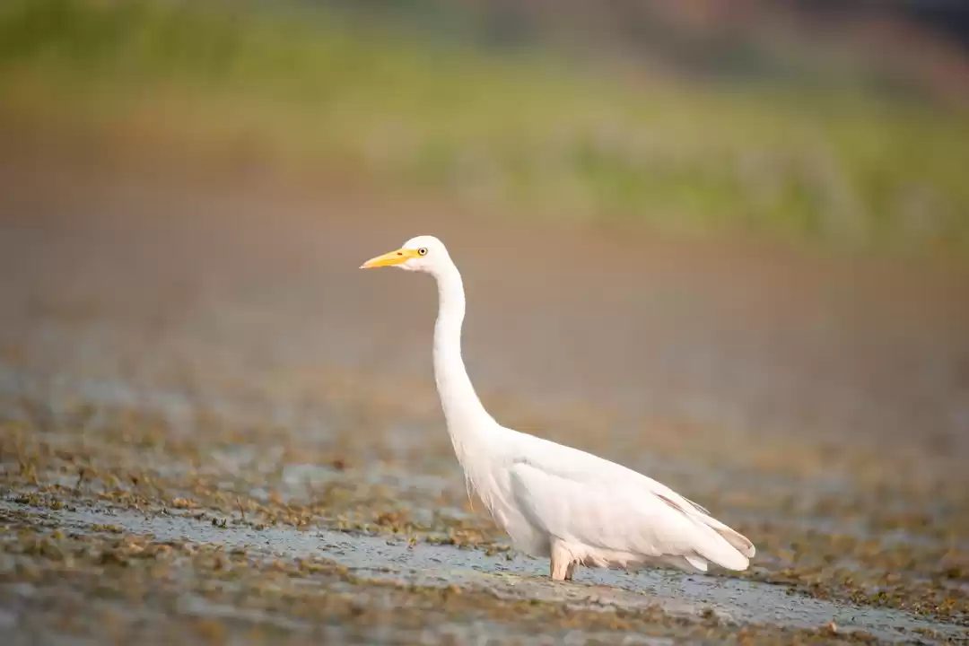 Photo of Chupi Char - The wee