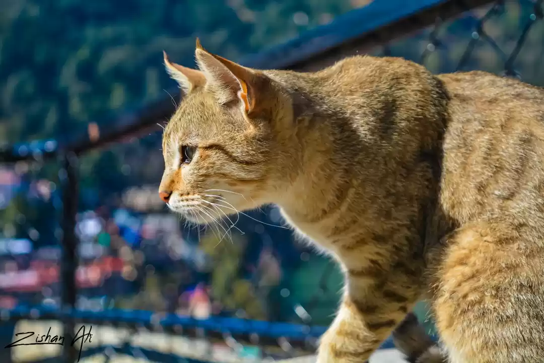 Photo of Nainital Chapter #Tr