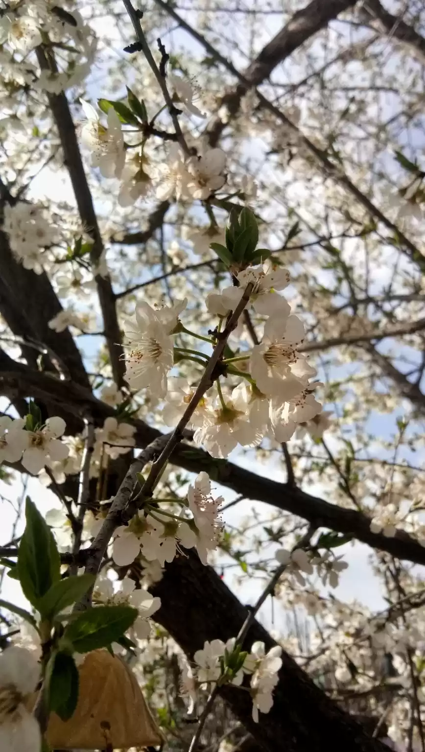 Photo of McleodGanj with my V
