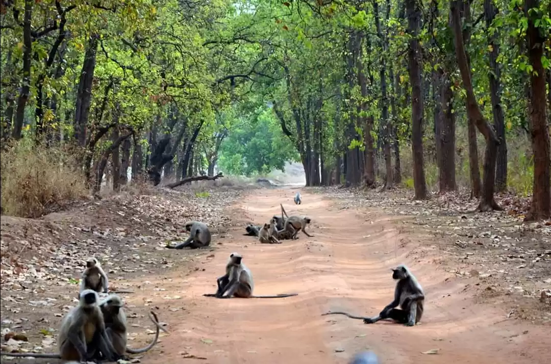 Photo of Jungle Book - Visit 