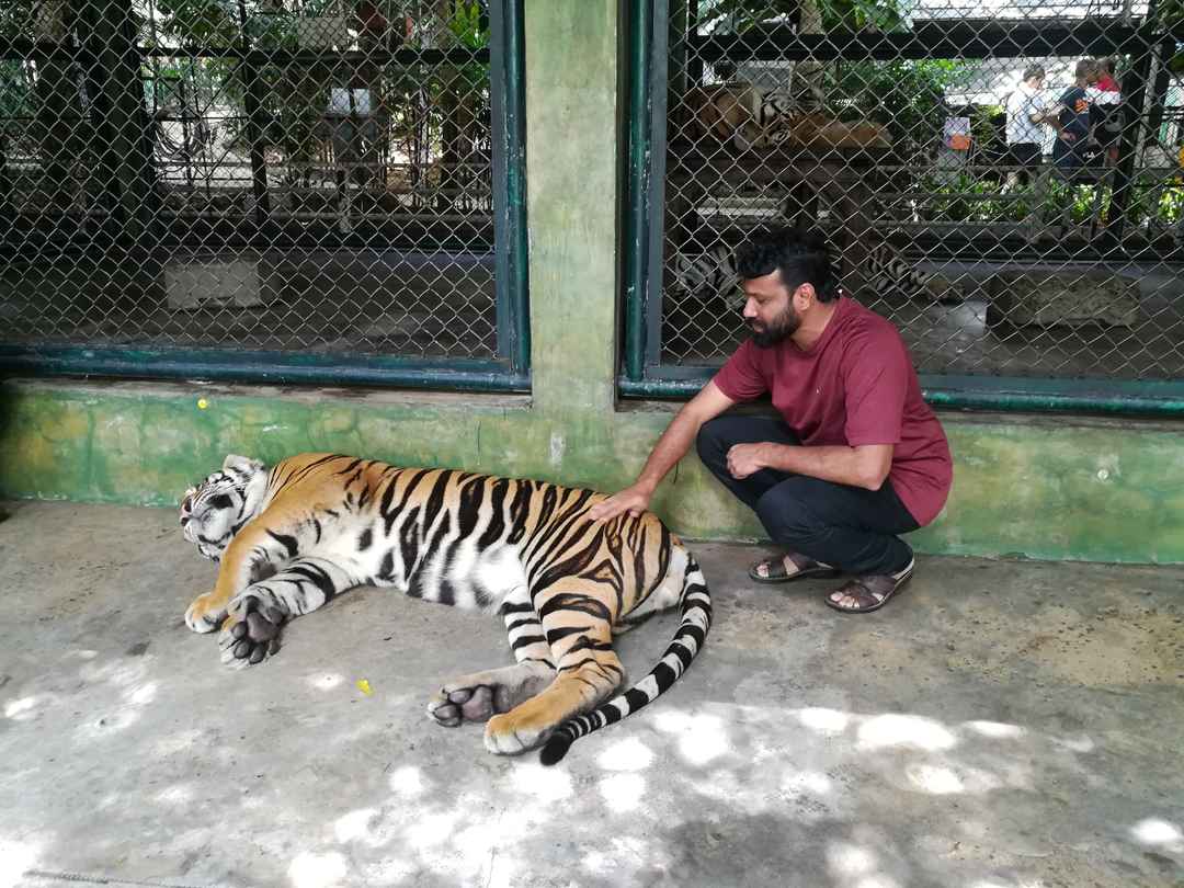 Chat with a Tiger@Tiger Kingdom, Phuket,Thailand - Tripoto