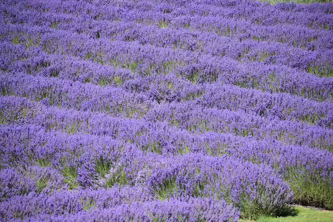 Photo of Lavender farms