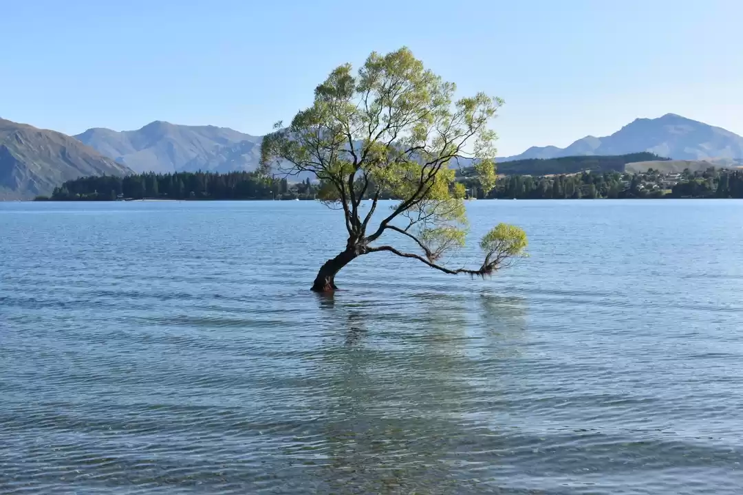 Photo of That wanaka tree