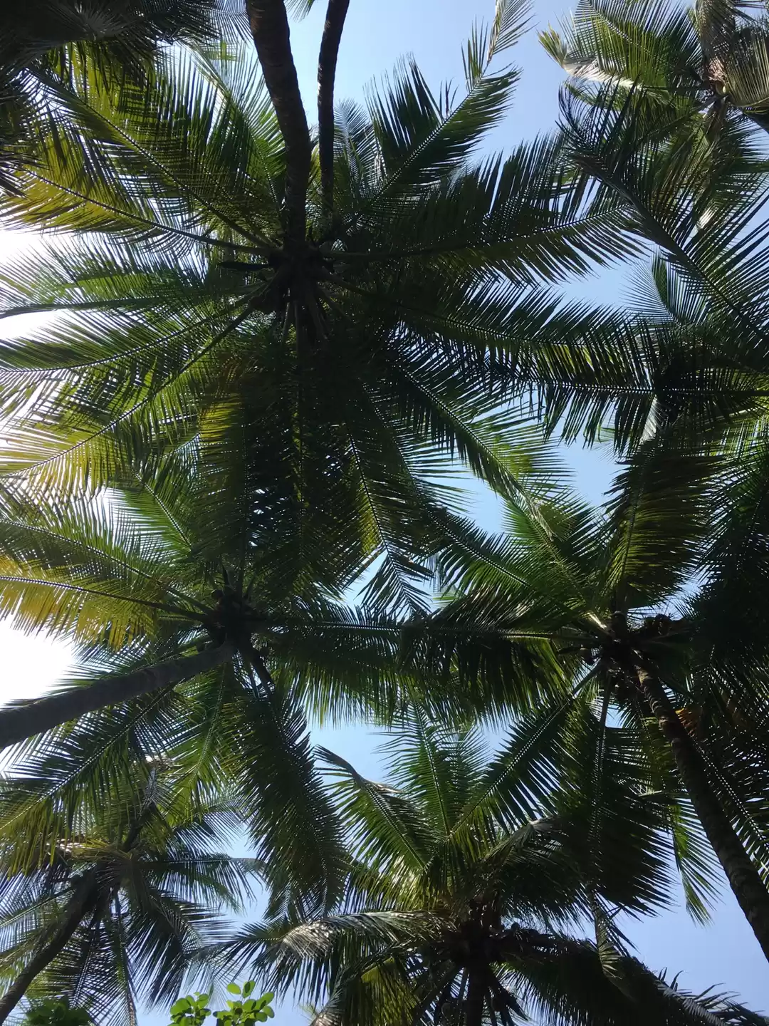 Photo of Pristine Waters- Wee