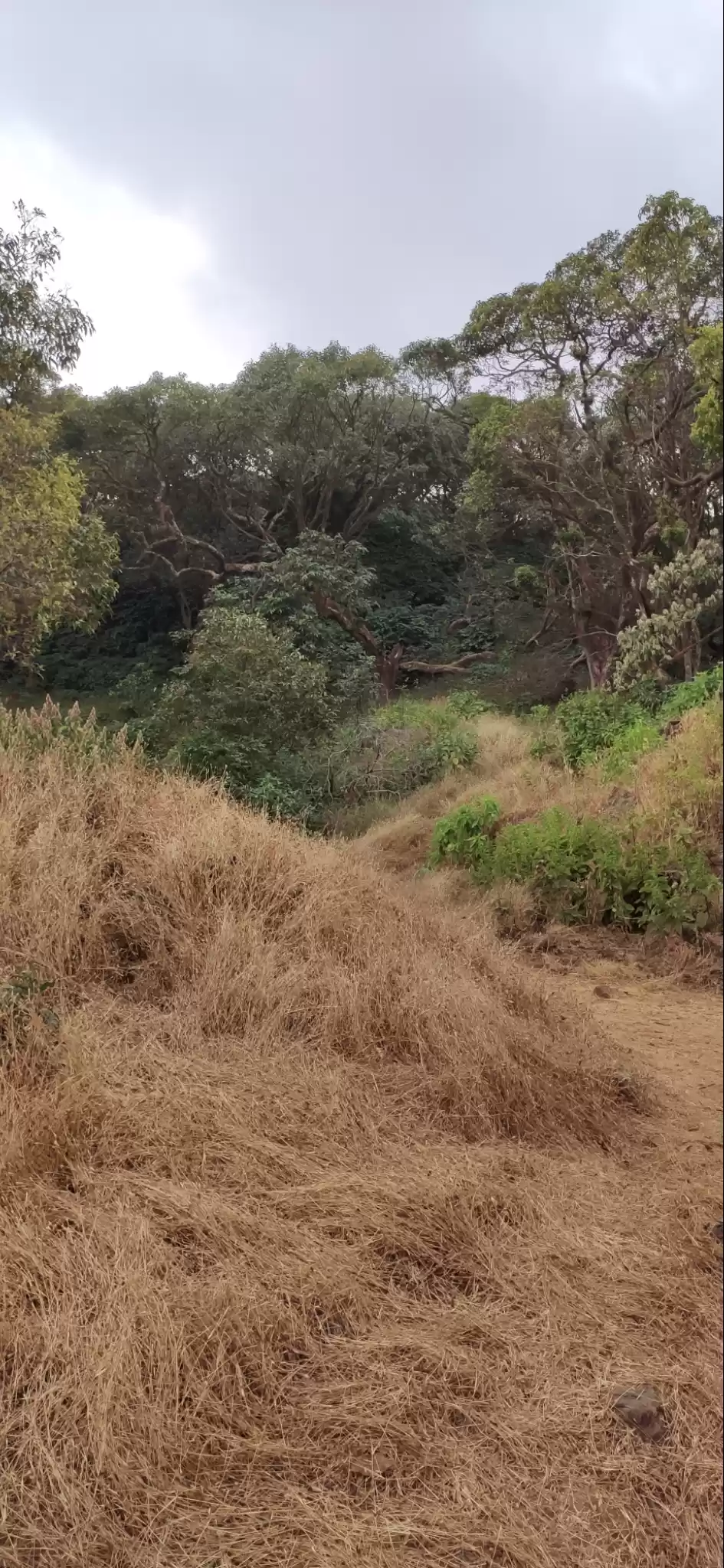 Photo of Vasota-jungle-trek