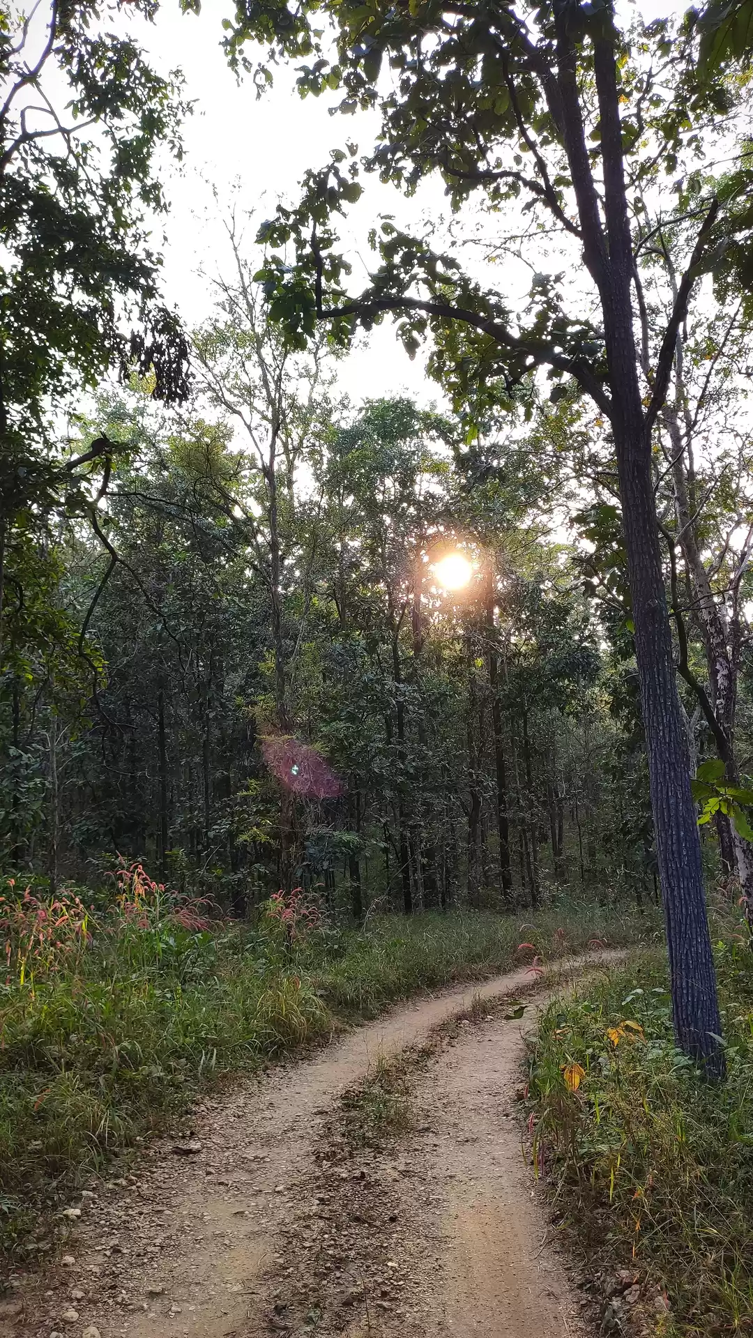 Photo of Auli, Dalhousie,Khaj