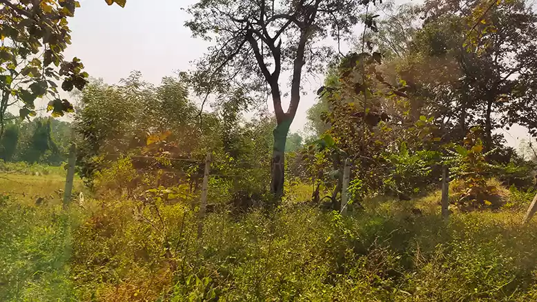 Photo of Day Trip to Pench Na