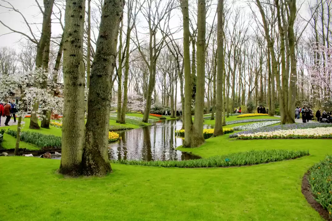 Photo of Keukenhof- The tulip