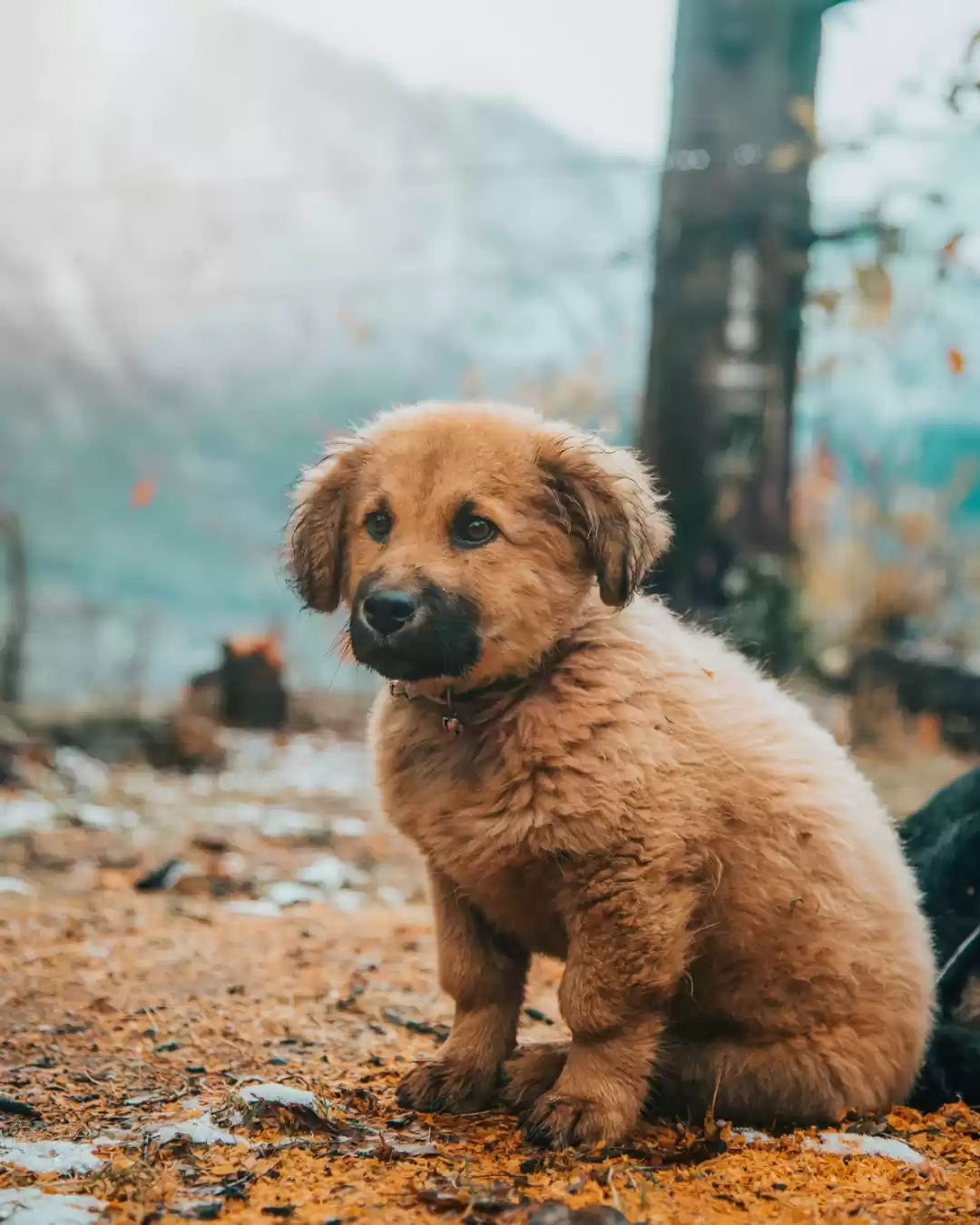 Photo of Gaddi/Pahadi puppies