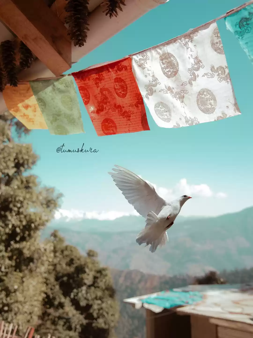 Photo of Beautiful Kotgarh va