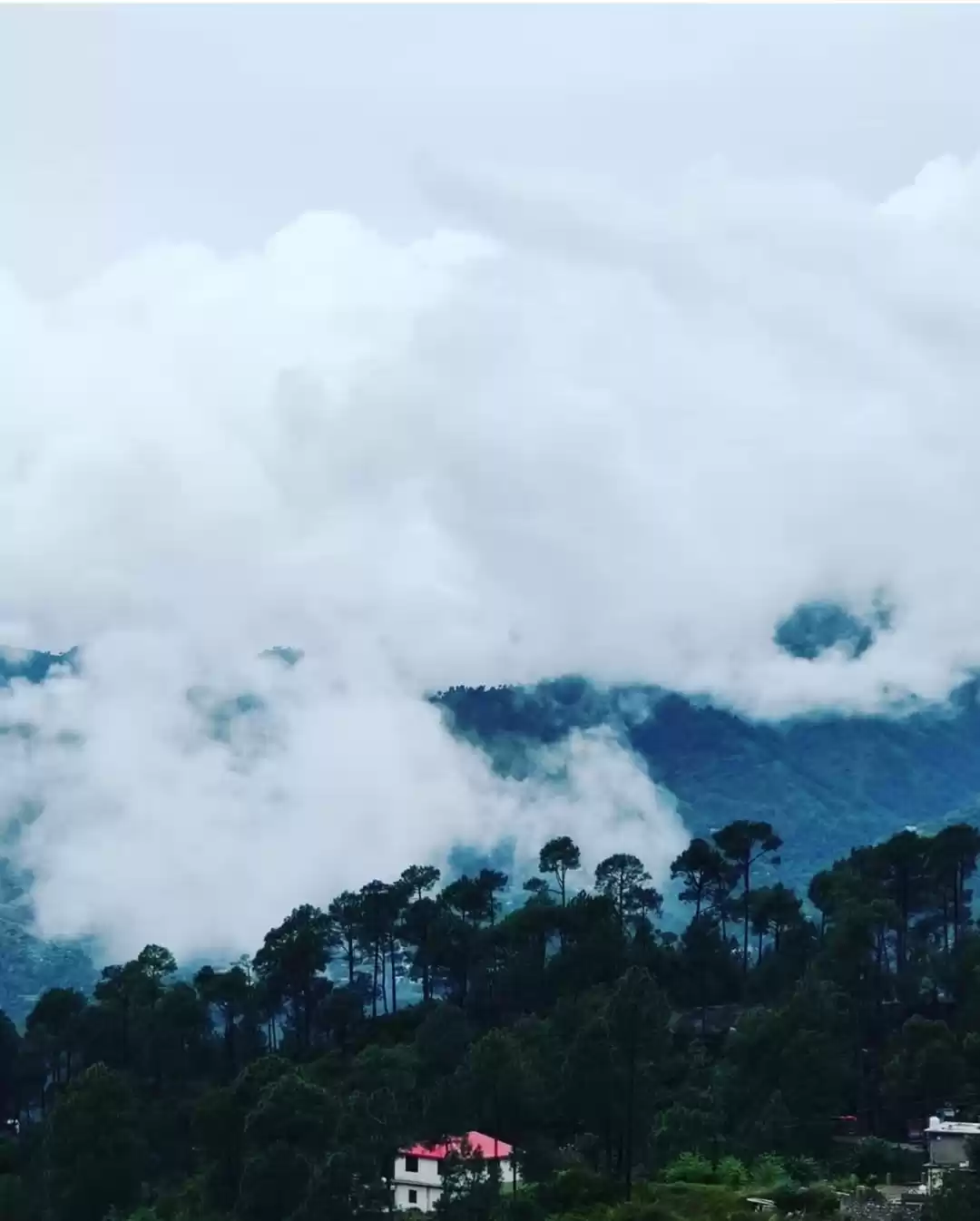 Chail Sanctuary in Shimla, Himalayan Wildlife at Chail Sanctuary