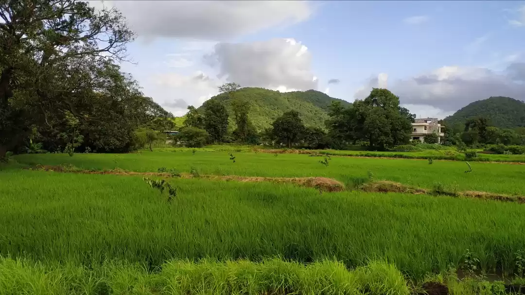 Photo of Green Field.