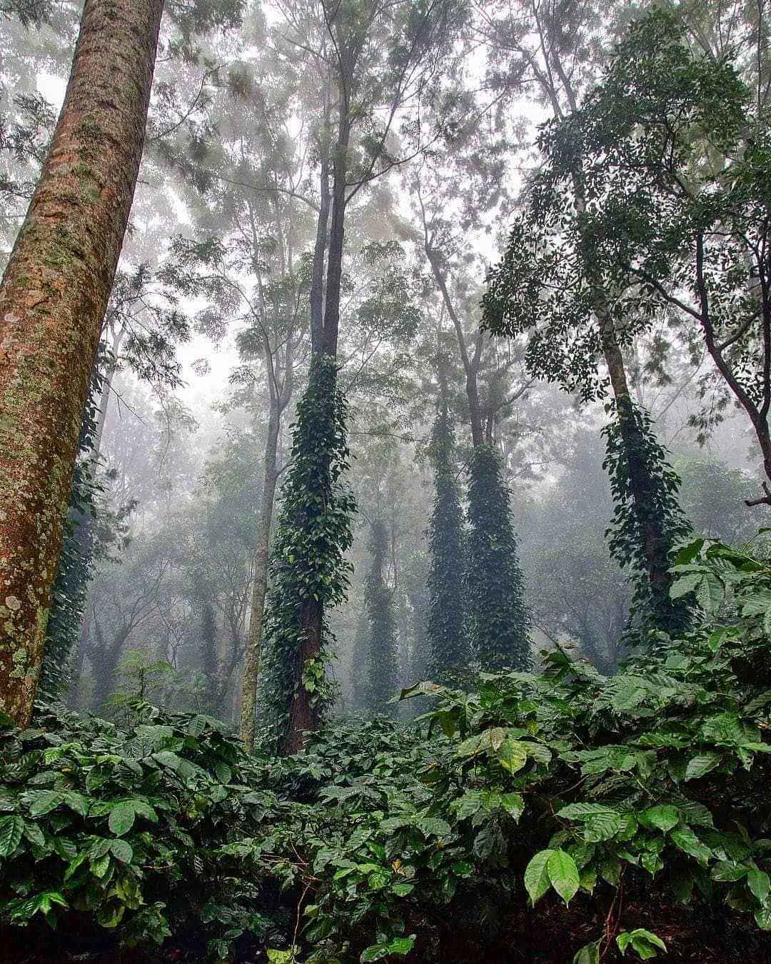 Araku Valley Hiddengem Tripoto Hills is vivansh surrounded with deep woods and u. araku valley hiddengem tripoto