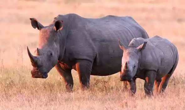 Photo of Will White Rhinos go