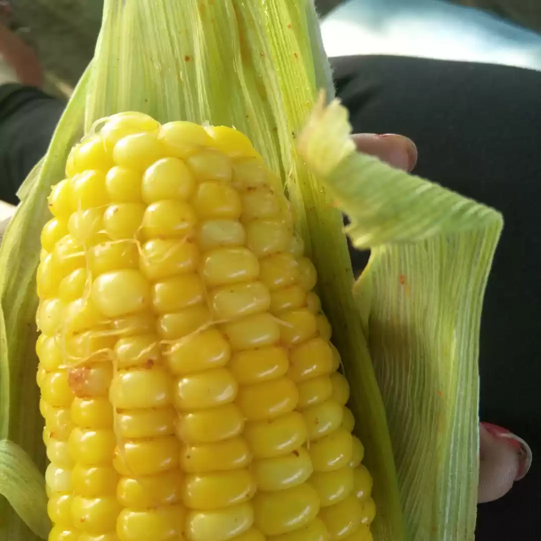 Photo of Valsad the sea land