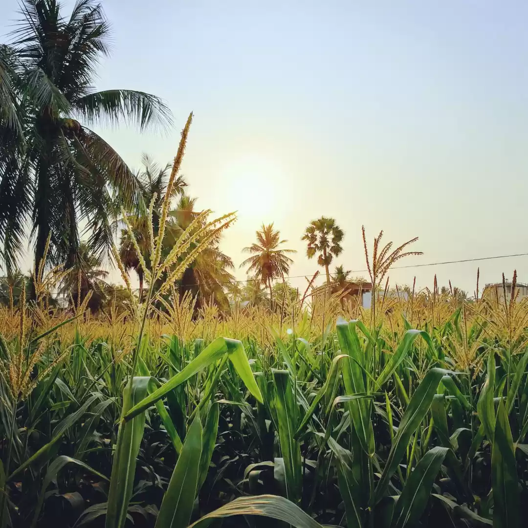 Photo of Paddy fields during 