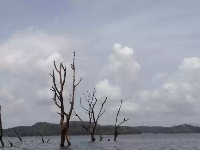 Photo of Wayanad: Nature's Pa