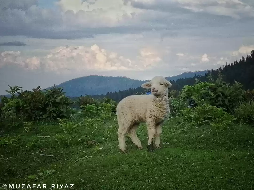 Photo of Baby Lamb 