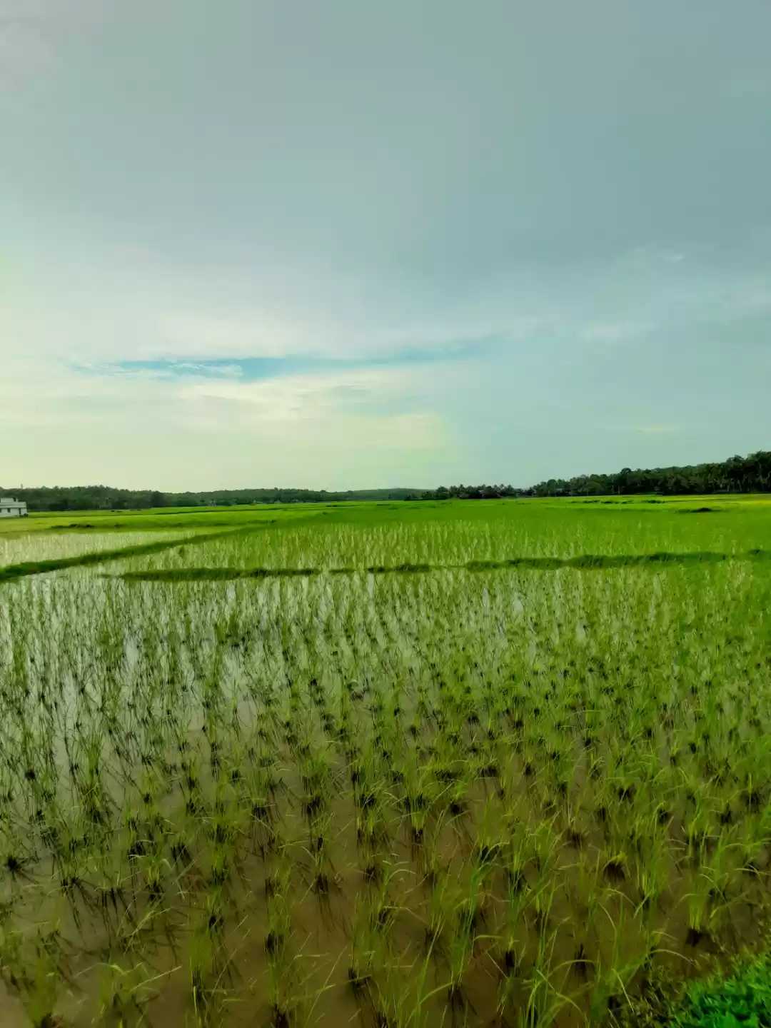 Photo of Tirur