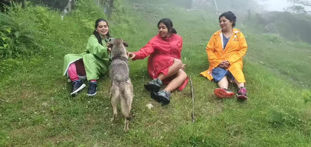 Photo of Deodars, Firs and Pi