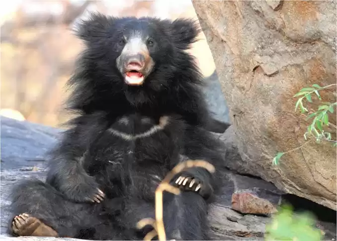 Photo of This Sloth Bear Sanc